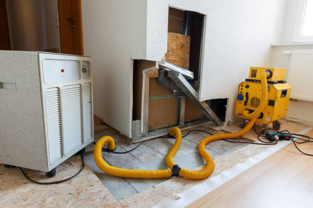 Reliable Greenville, NC Mold Removal Solutions